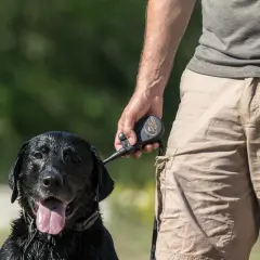 Un homme tient un pistolet de dressage chien d'arrêt près de son labrador noir mouillé.