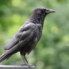 Corbeau noir perché, regardant au loin. La question "peut on tuer les corbeaux" plane, mais cet oiseau reste impassible.