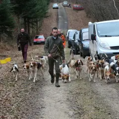 Une meute de chiens de chasse suit son maître sur un chemin forestier, prêts pour la chasse au lièvre. Des véhicules sont garés le long de la route.