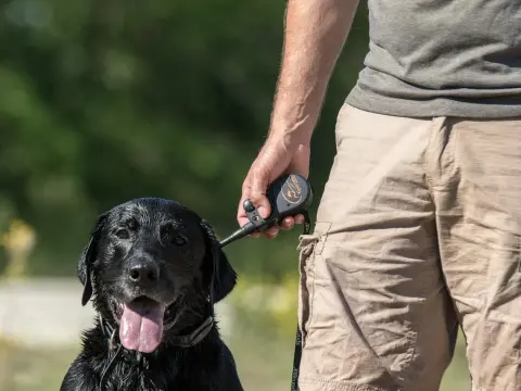 Pistolet dressage chien d'arrêt - Évitez ces erreurs courantes