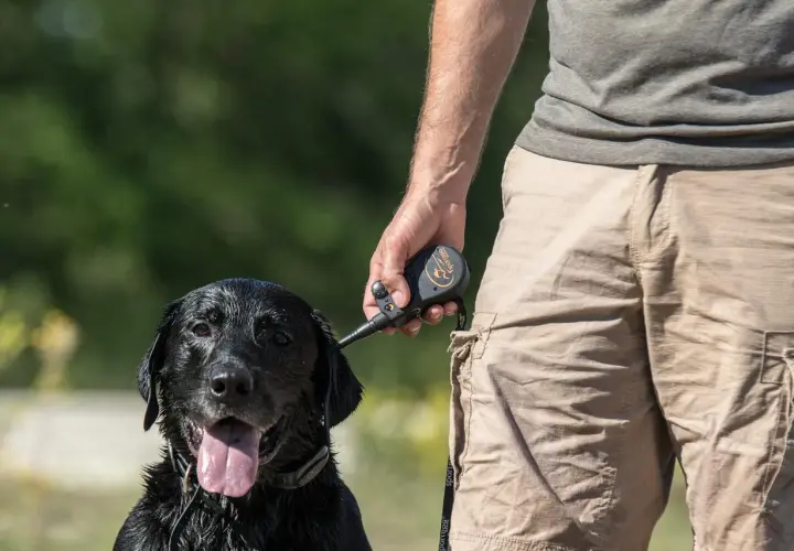 Un homme tient un pistolet de dressage chien d'arrêt près de son labrador noir mouillé.