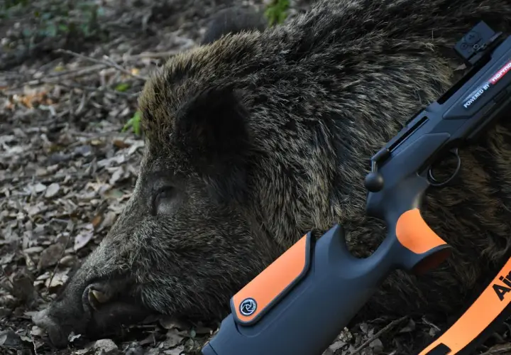 Un sanglier abattu, prêt pour le tir du sanglier au fusil lisse. Le fusil moderne repose sur sa fourrure épaisse.