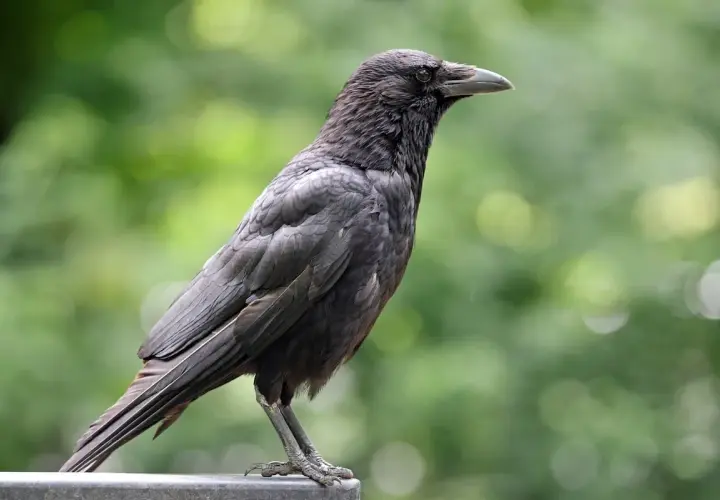 Corbeau noir perché, regardant au loin. La question "peut on tuer les corbeaux" plane, mais cet oiseau reste impassible.