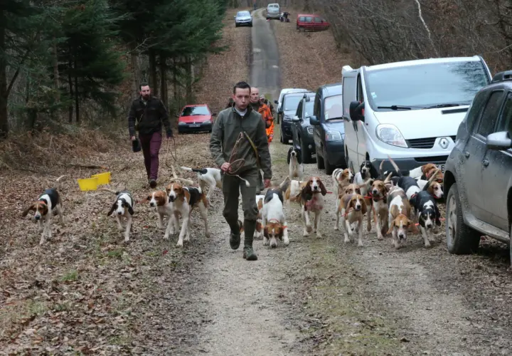 Une meute de chiens de chasse suit son maître sur un chemin forestier, prêts pour la chasse au lièvre. Des véhicules sont garés le long de la route.