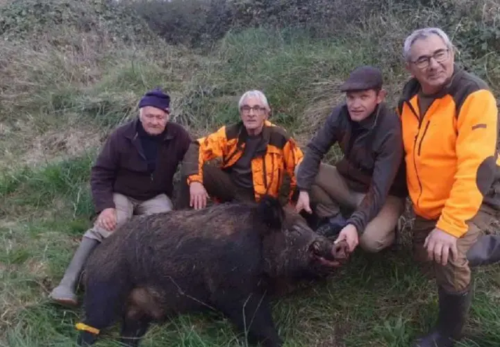 Quatre chasseurs posent fièrement avec un sanglier abattu. Le calibre 7x65r a fait ses preuves pour ce gibier.