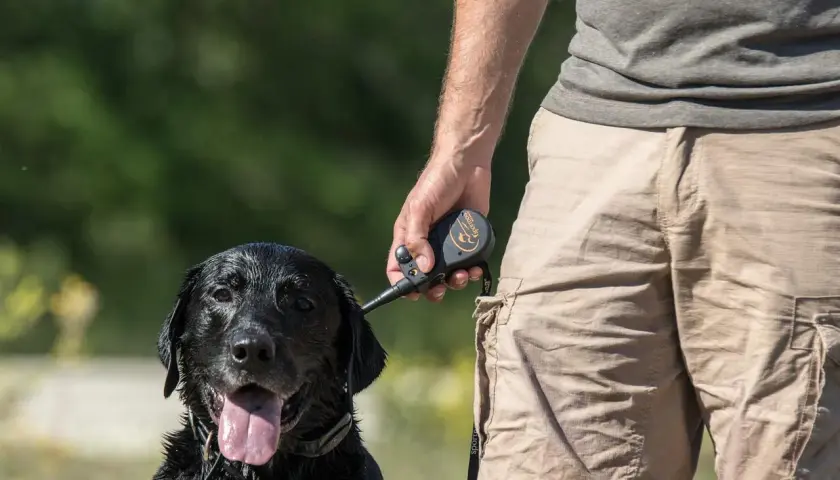 Un homme tient un pistolet de dressage chien d'arrêt près de son labrador noir mouillé.