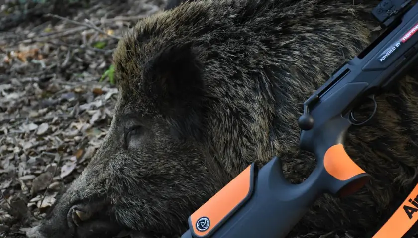 Un sanglier abattu, prêt pour le tir du sanglier au fusil lisse. Le fusil moderne repose sur sa fourrure épaisse.