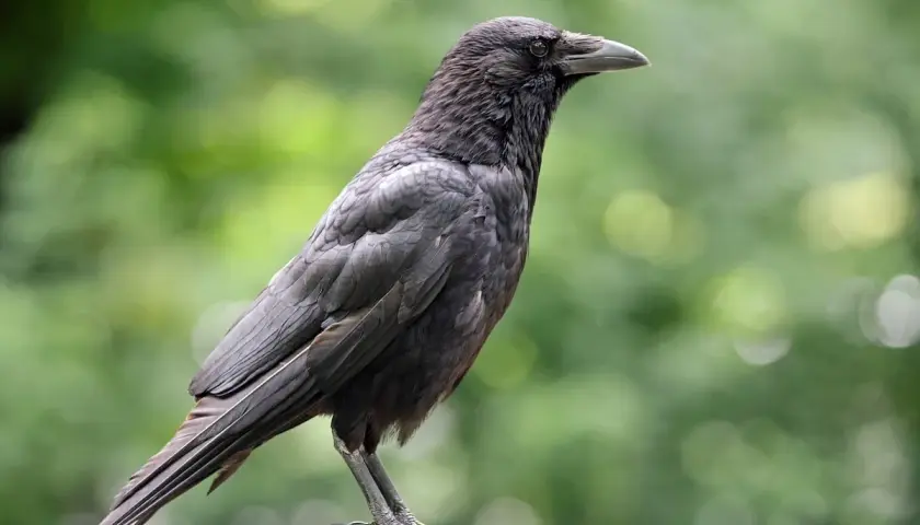 Corbeau noir perché, regardant au loin. La question "peut on tuer les corbeaux" plane, mais cet oiseau reste impassible.