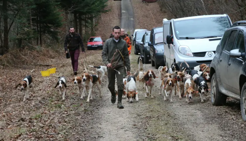 Une meute de chiens de chasse suit son maître sur un chemin forestier, prêts pour la chasse au lièvre. Des véhicules sont garés le long de la route.