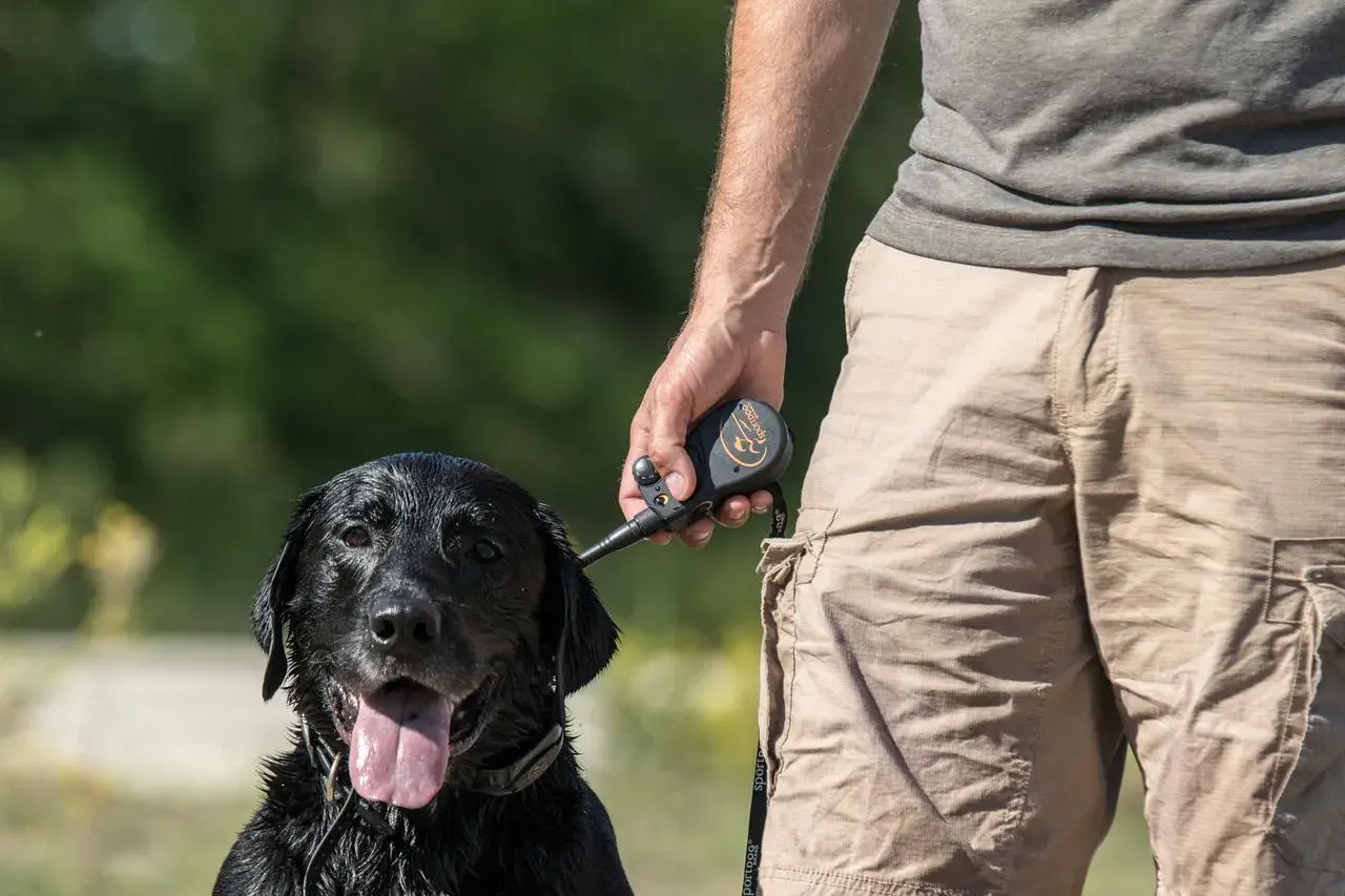 Un homme tient un pistolet de dressage chien d'arrêt près de son labrador noir mouillé.