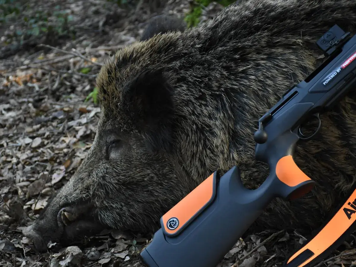 Un sanglier abattu, prêt pour le tir du sanglier au fusil lisse. Le fusil moderne repose sur sa fourrure épaisse.