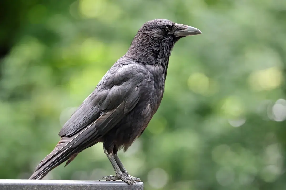 Corbeau noir perché, regardant au loin. La question "peut on tuer les corbeaux" plane, mais cet oiseau reste impassible.