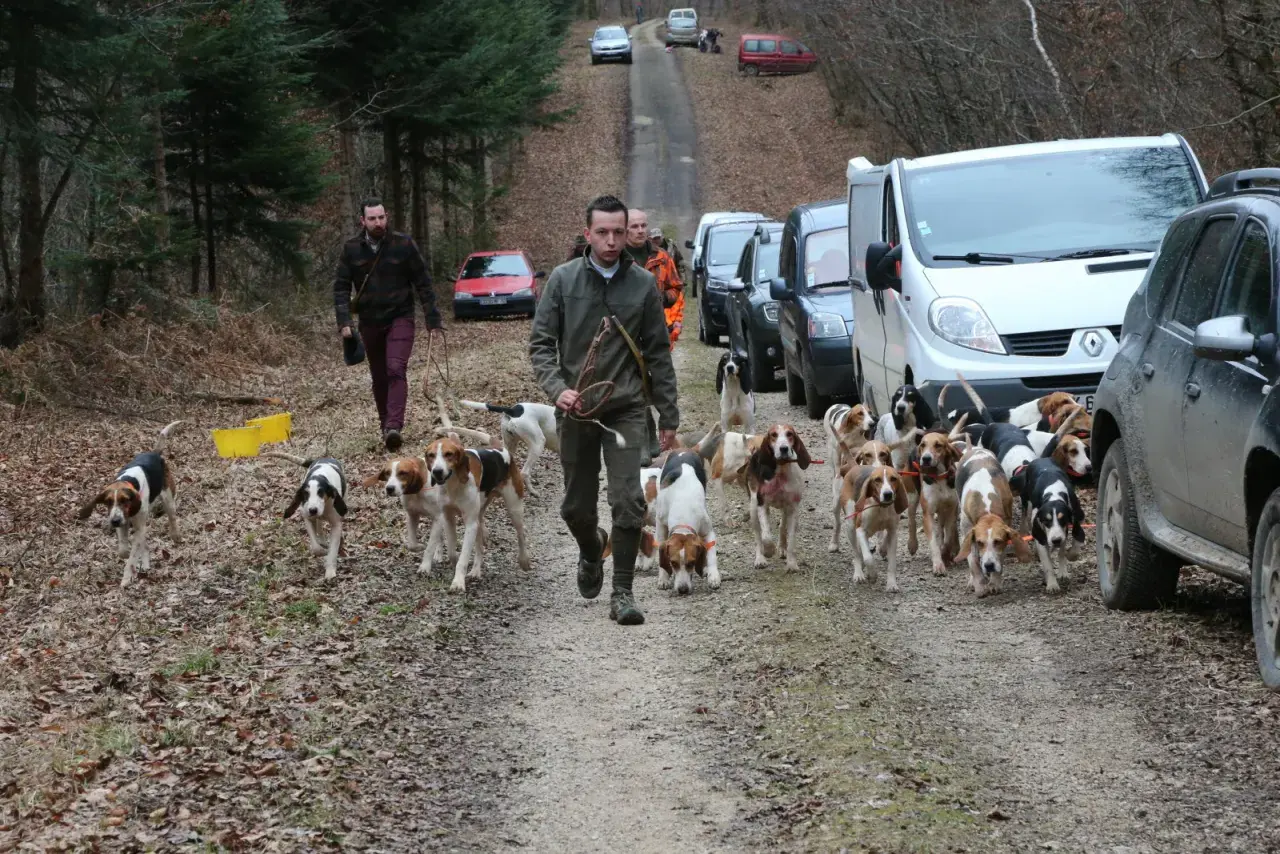 Une meute de chiens de chasse suit son maître sur un chemin forestier, prêts pour la chasse au lièvre. Des véhicules sont garés le long de la route.