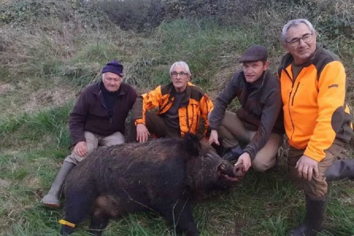 Quatre chasseurs posent fièrement avec un sanglier abattu. Le calibre 7x65r a fait ses preuves pour ce gibier.