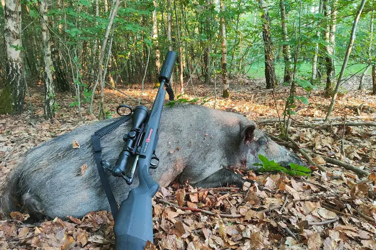Carabine silenc&eacute;e pos&eacute;e sur un sanglier abattu en for&ecirc;t. Une belle prise pour l'aff&ucirc;t sanglier.