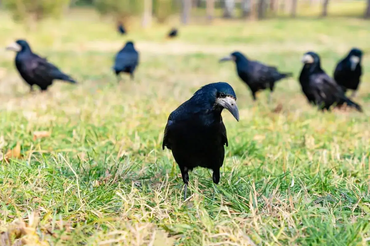 Un groupe de corbeaux noirs se tient dans l'herbe. La question 