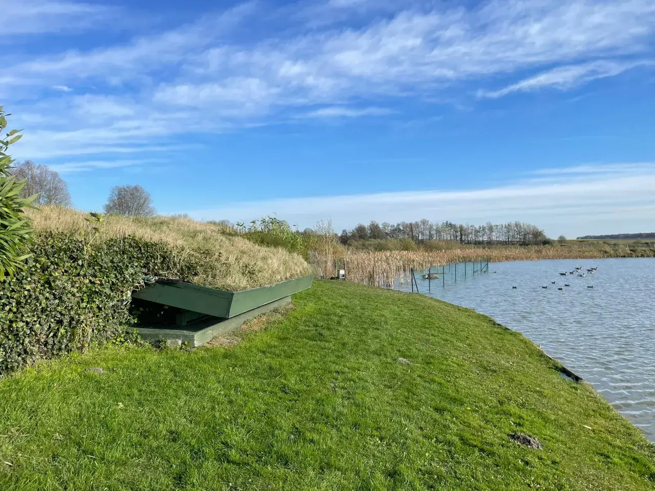 Un poste de chasse camoufl&eacute; sur une berge herbeuse, pr&ecirc;t pour la chasse au canard de nuit. Des canards nagent sur le lac sous un ciel bleu.