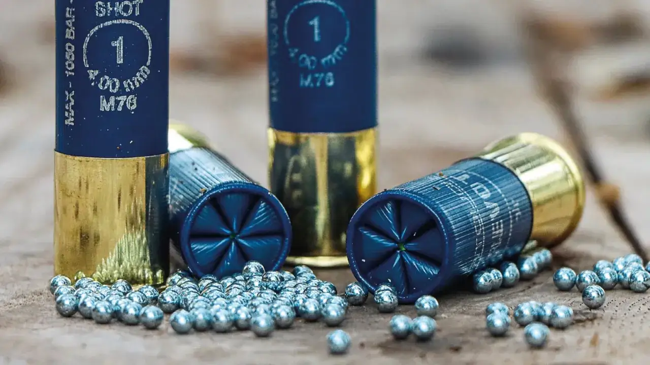Cartouches de chasse bleues et dor&eacute;es, avec des plombs &eacute;parpill&eacute;s. Le plomb est d&eacute;sormais interdit dans de nombreuses r&eacute;gions.