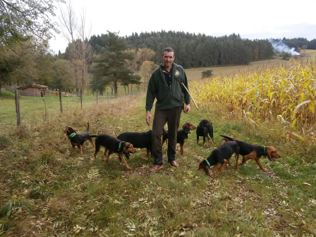 Un homme avec une meute de chiens de chasse, pr&ecirc;ts pour la chasse au li&egrave;vre dans un champ de ma&iuml;s.