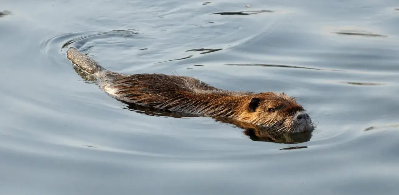 Un ragondin nage dans l'eau calme. Une carabine 20 joules serait efficace pour le r&eacute;guler.