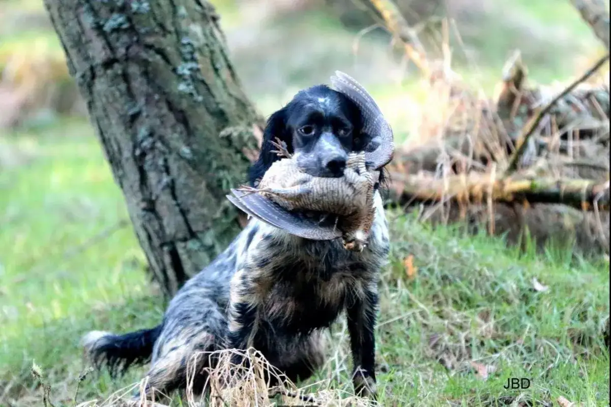 Chien de chasse fier, tenant une b&eacute;casse dans sa gueule, pr&ecirc;t pour la fin de la chasse &agrave; la b&eacute;casse.
